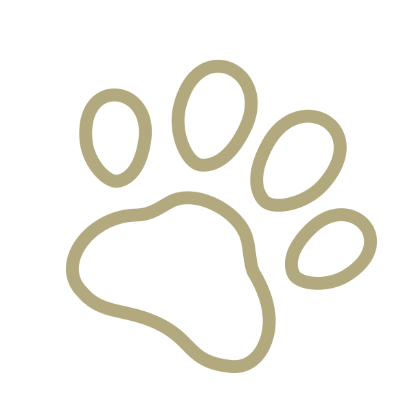 Learn About Our Vet Services South County Animal Hospital