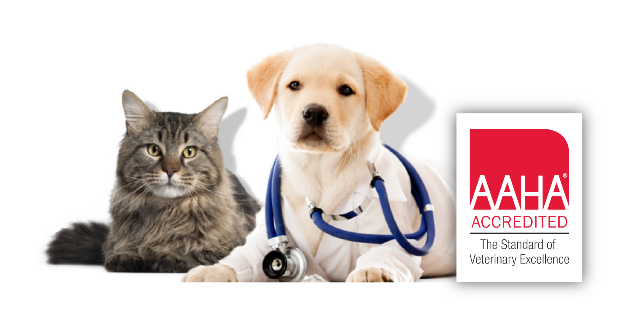 Learn More About Us South County Animal Hospital