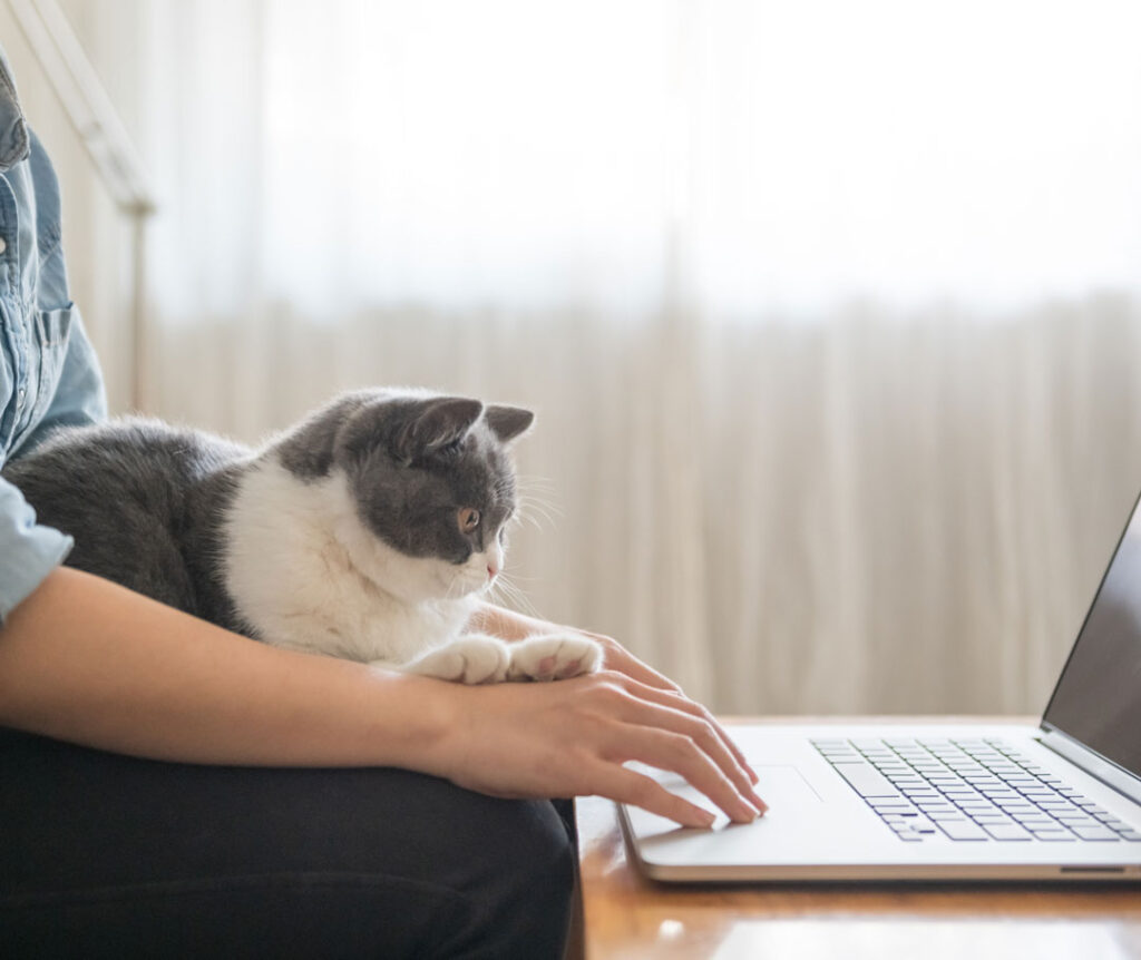 cat sitting on woman's lap while she works on laptop